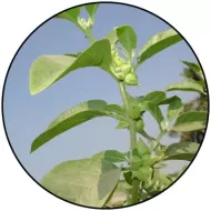 Amare Mood+™ – Natural Mood Support with Serotonin & Dopamine Balance