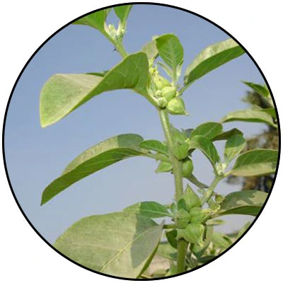 Amare Mood+™ – Natural Mood Support with Serotonin & Dopamine Balance