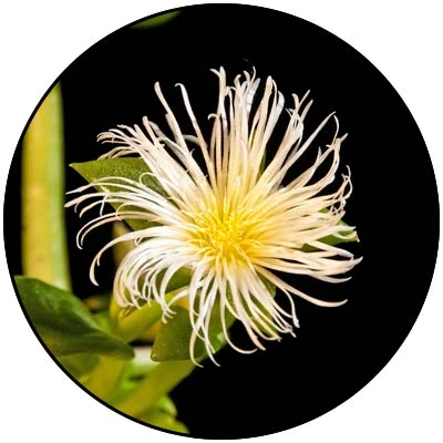 Amare Mood+™ – Natural Mood Support with Serotonin & Dopamine Balance