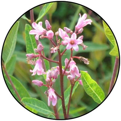 Amare Mood+™ – Natural Mood Support with Serotonin & Dopamine Balance